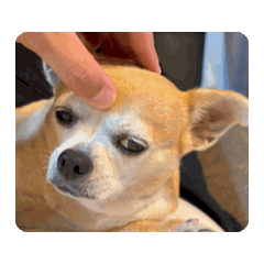 mikan_20251104061136