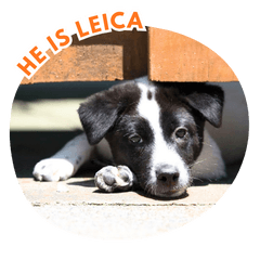 Leica; The Kansaiben dog