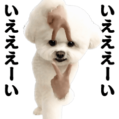 Dancing! Swaying Bichon Frise