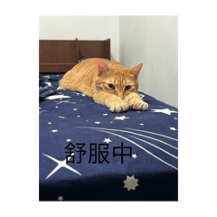 皮皮的生活方式