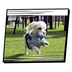 sachi_20251103225728