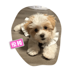 arisa_20251104010656