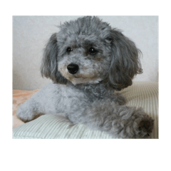 ohagi_20251104024346