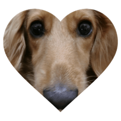 dachshund dooooooog