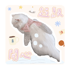 可愛貓金金家家族