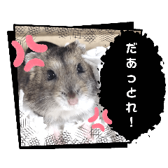 dorachan is hamster.