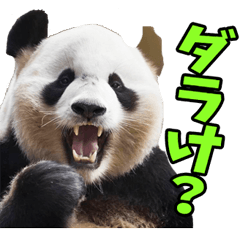 Pandas in Toyama Prefecture