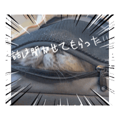 charm_20251104210216