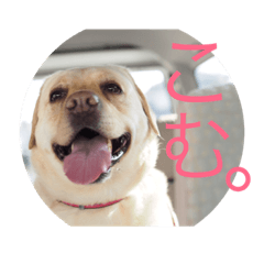 My!!dog!!!
