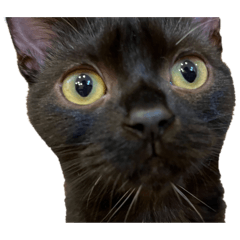 My black cat in the house