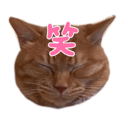 kinako_20251104173633