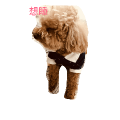 狗狗表示
