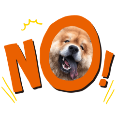 張貓貓的五花肉