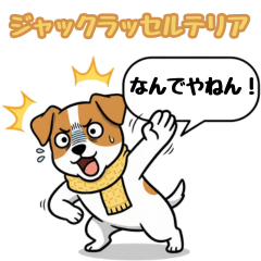 Jack Russell Terrier_MAIRO