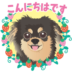 チワワのチョコの可愛いあいさつ