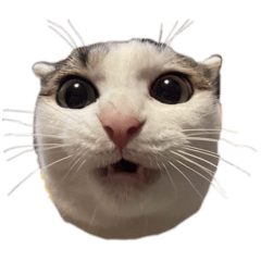 nyanco_20251104181259