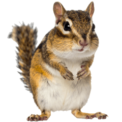 Cheerful and Cute Chipmunk's Daily Life