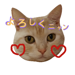 Cat's holiday