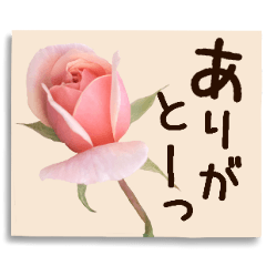 Rose flowers and message 2.
