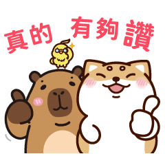 柴語錄74_流行語篇