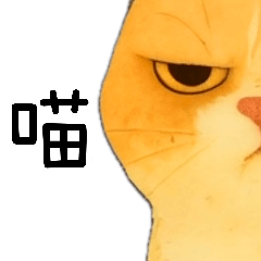 ภาพระยะใกล้ของใบหน้าของเหมียว