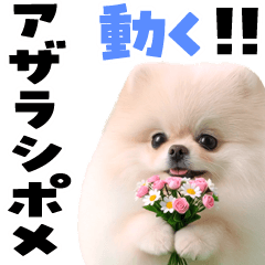 Moving Seal Pomeranian