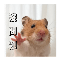 滷蛋日常2（黃金鼠）