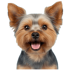 Happy Yorkie Time