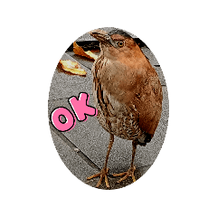 大笨鳥的日常114.11.5