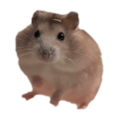 kate LINE stickers & emoji | LINE STORE