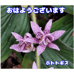 秋の朝、おはよう に 秋の山野草を添えて