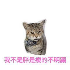 超有個性的虎斑貓女孩。