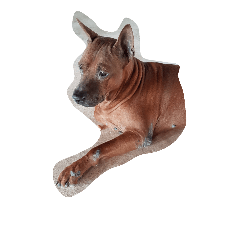 sing brown dog
