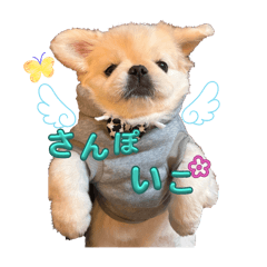 PECHIKO_20251105151117