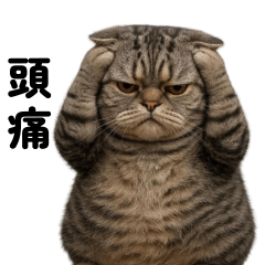 Chubby Grey Cat Tuatung (TWN)