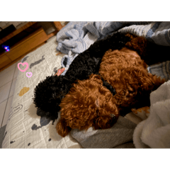 歐歐圓仔可愛貼圖