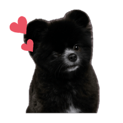 我是一隻黑博美叫Winter ❄️