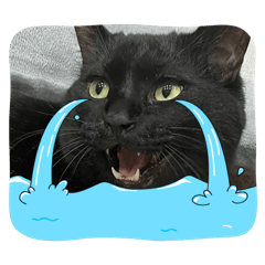 pochi_20251105192753