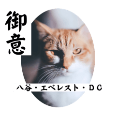 Hachi_20251105211115