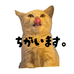 hachi_20251105214041