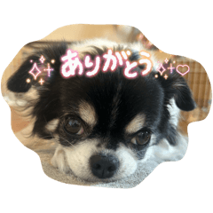 koko_20251106003954