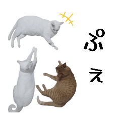 The three cats in my house