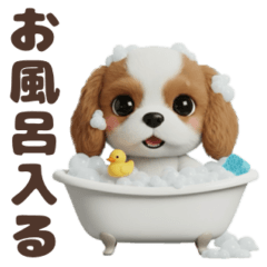 Little Cavalier Everyday Life