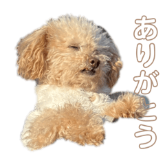 rei_20251106044704