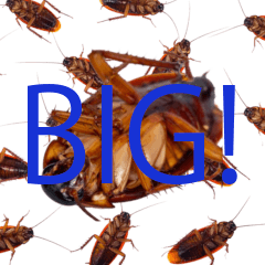 BIG! Cockroach realistic