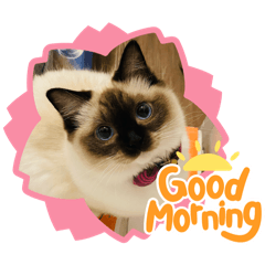 貓孩愛搞怪、我們好可愛（日常版）