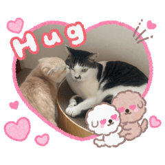 shiho_20251106142546