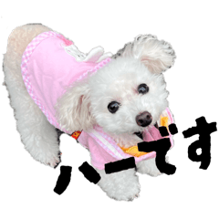 honey_20251106151329