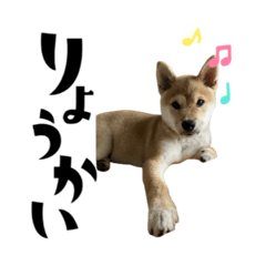 チョコの日常⭐︎