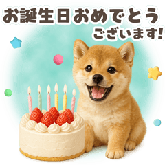 チビ柴のちょっと気の利いたお祝い＆日常